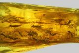 Fossil Fly Swarm (Diptera) In Baltic Amber #207475-2